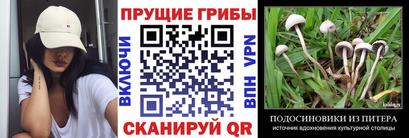 Галлюциногенные грибы Psilocybine cubensis  Партизанск 